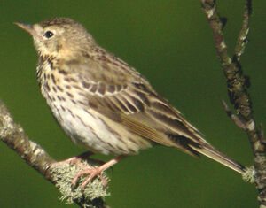 Tree Pipit