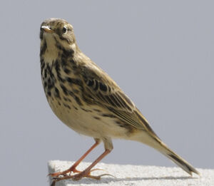 Meadow Pipit 
&copy; Jacques Bouillerce