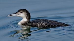 Plongeon imbrin