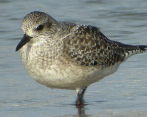 Grey Plover