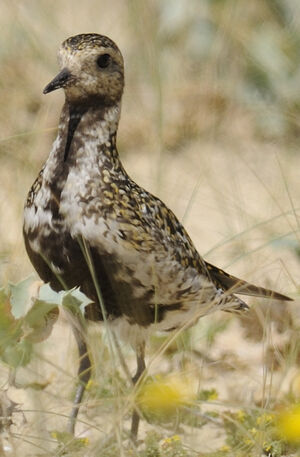 European Golden Plover 
&copy; Jacques Bouillerce