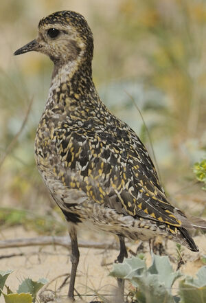 European Golden Plover 
&copy; Jacques Bouillerce