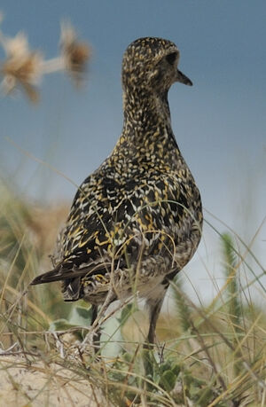 European Golden Plover 
&copy; Jacques Bouillerce