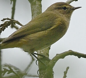 Common Chiffchaff