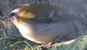 Common Firecrest 
&copy; Jacques Bouillerce
