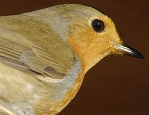 European Robin