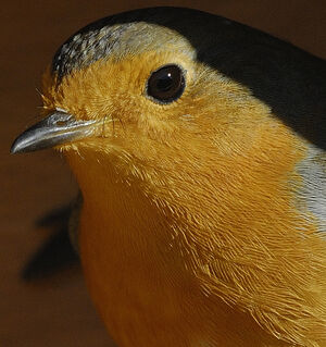 European Robin