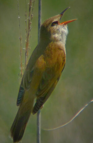 Great Reed Warbler