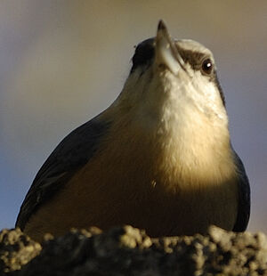 Eurasian Nuthatch