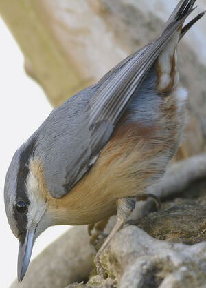 Eurasian Nuthatch