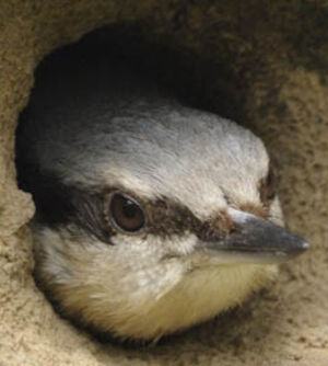 Eurasian Nuthatch
