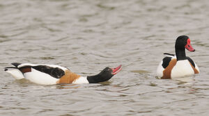 Common Shelduck