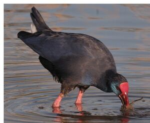 Purple Swamphen