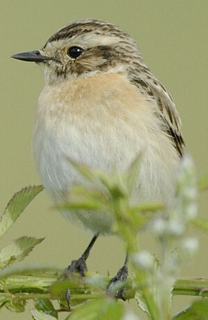 Whinchat