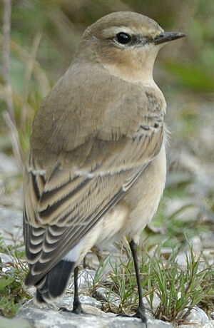 Northern Wheatear