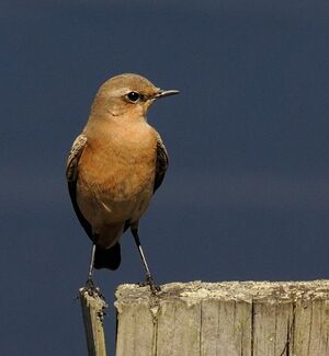 Northern Wheatear