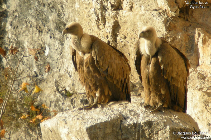 Griffon Vulture adult