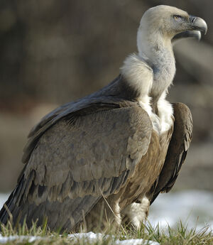 Griffon Vulture