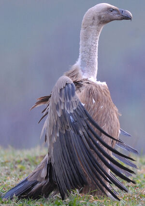 Griffon Vulture