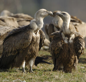 Griffon Vulture