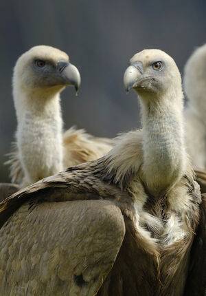 Griffon Vulture