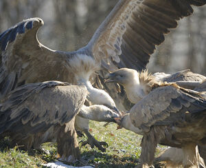 Griffon Vulture