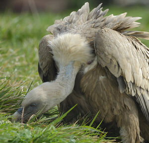 Griffon Vulture