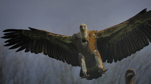 Griffon Vulture