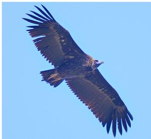 Vautour moine