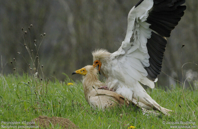 Vautour percnoptère - Neophron percnopterus
