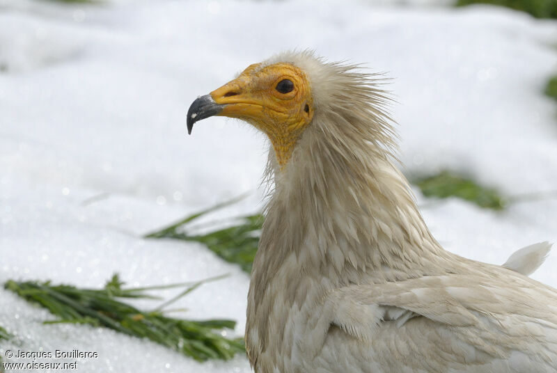 Vautour percnoptère - Neophron percnopterus