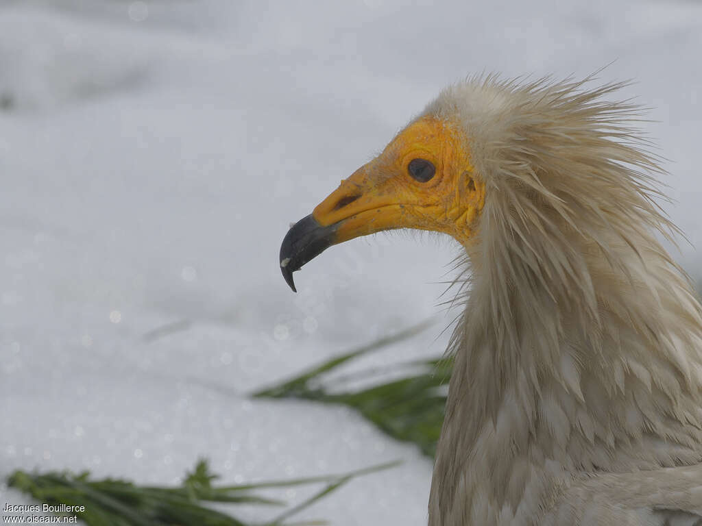 Vautour percnoptère - Neophron percnopterus