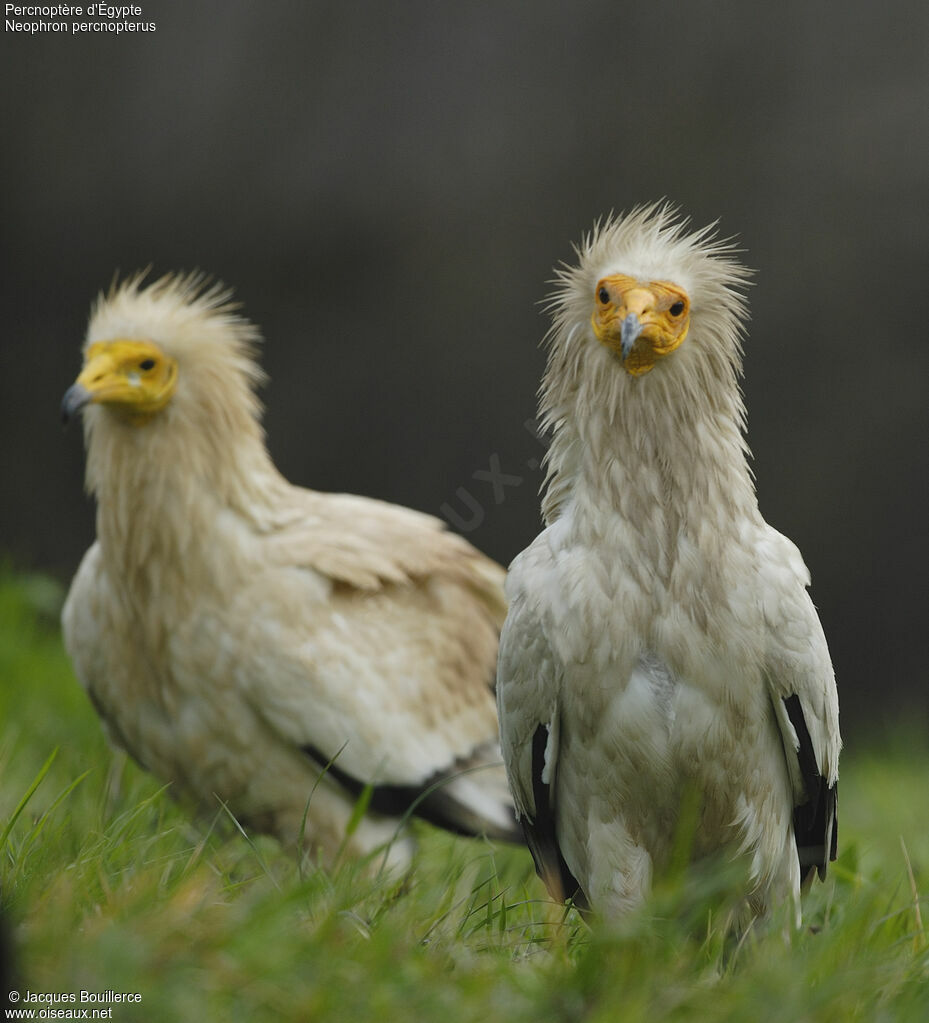Vautour percnoptère - Neophron percnopterus