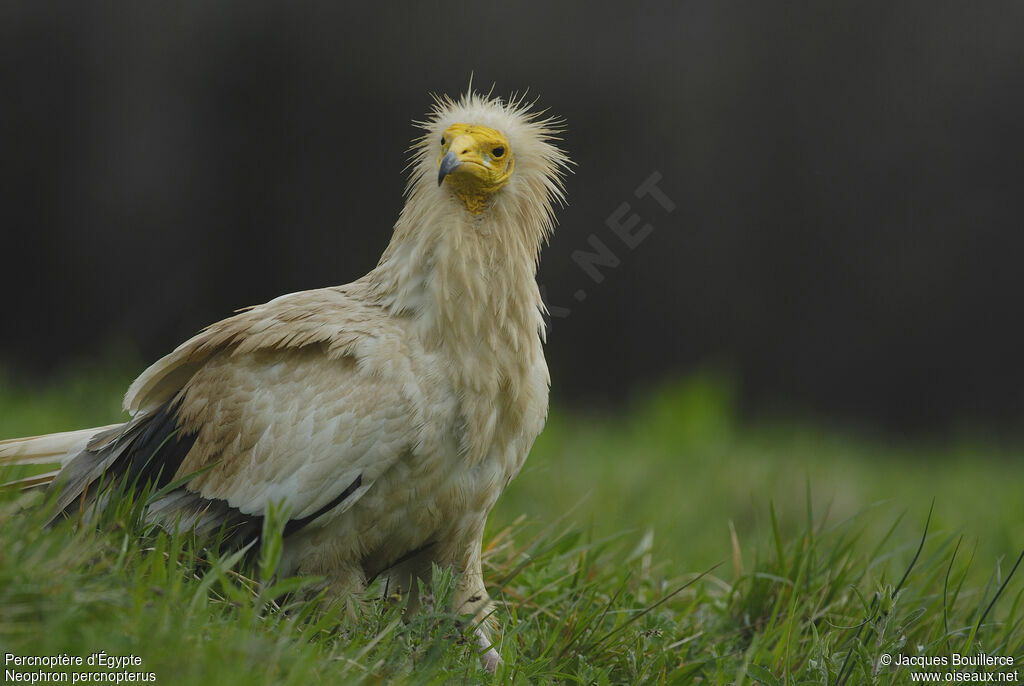 Vautour percnoptère - Neophron percnopterus