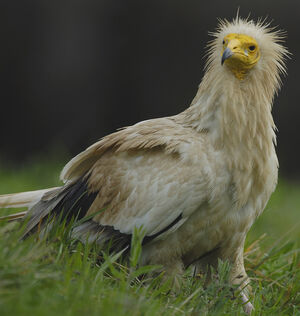Egyptian Vulture