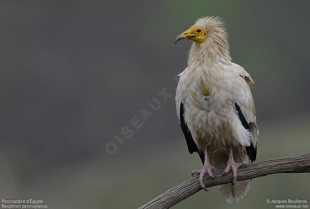 Vautour percnoptère - Neophron percnopterus