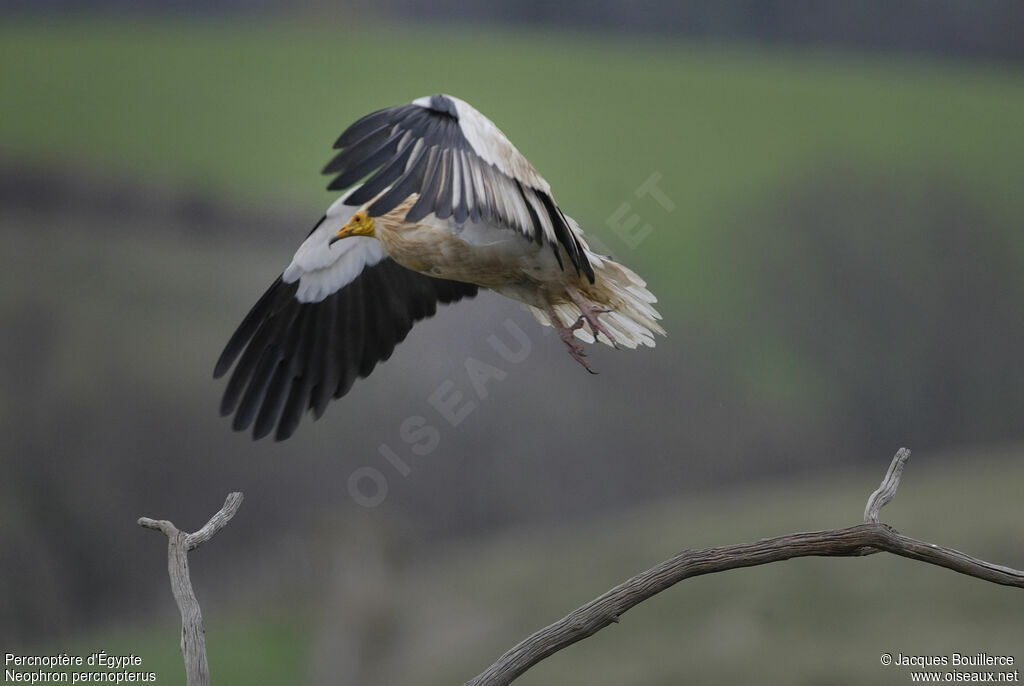 Vautour percnoptère - Neophron percnopterus