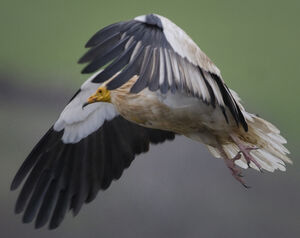 Vautour percnoptère