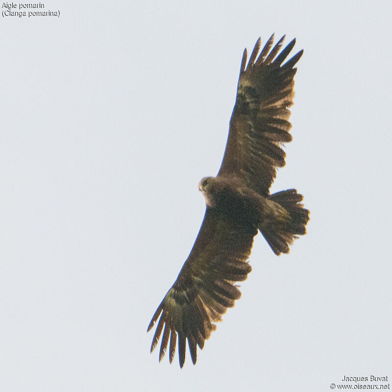Lesser Spotted Eagleadult, identification, aspect, Flight