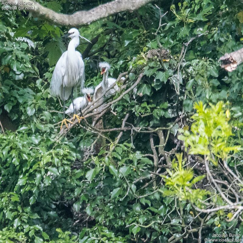 Little Egret, habitat, aspect, pigmentation, colonial reprod.
