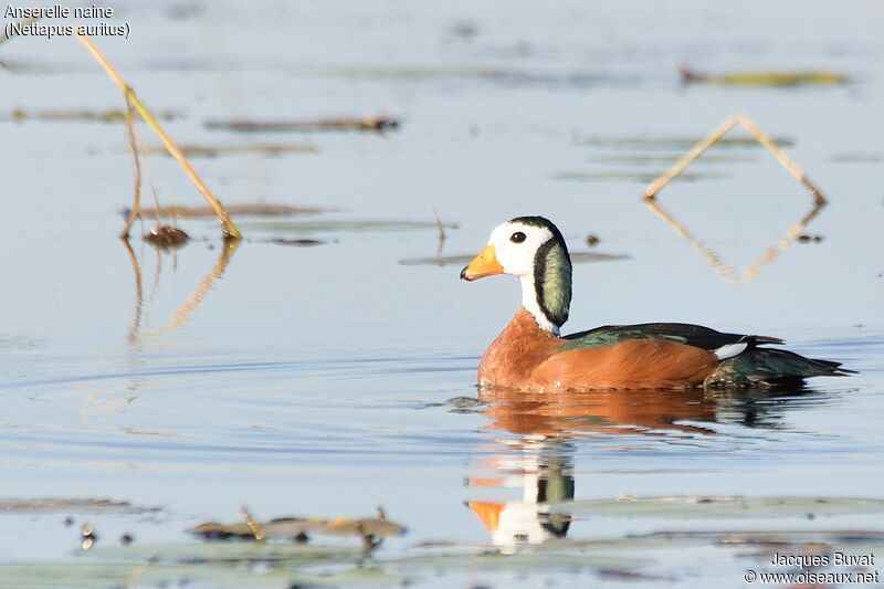 African Pygmy Goose male adult, pigmentation