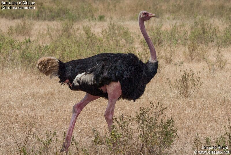 Common Ostrich male adult breeding, close-up portrait, aspect, pigmentation, walking