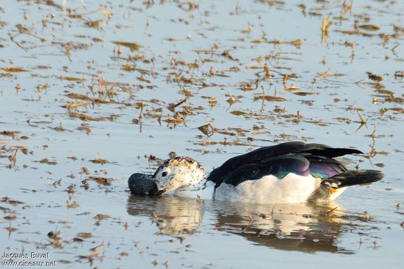 Knob-billed Duck male adult breeding, eats