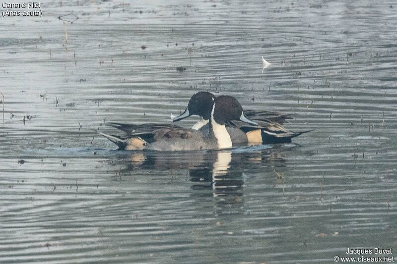 Northern Pintail male adult, aspect, pigmentation, swimming
