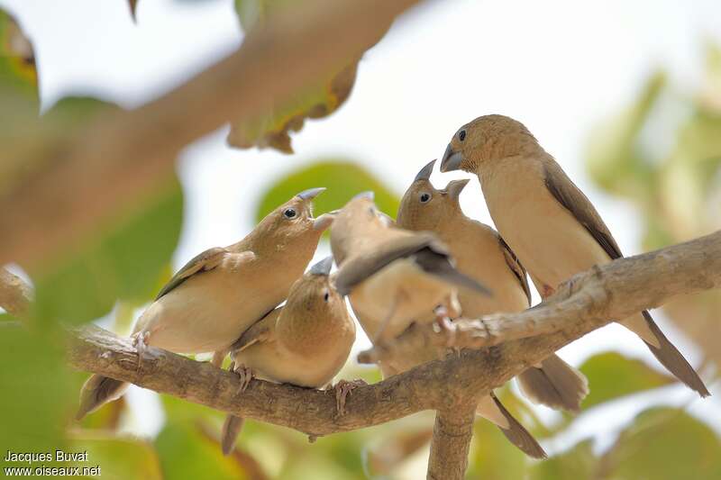 African Silverbill, Reproduction-nesting