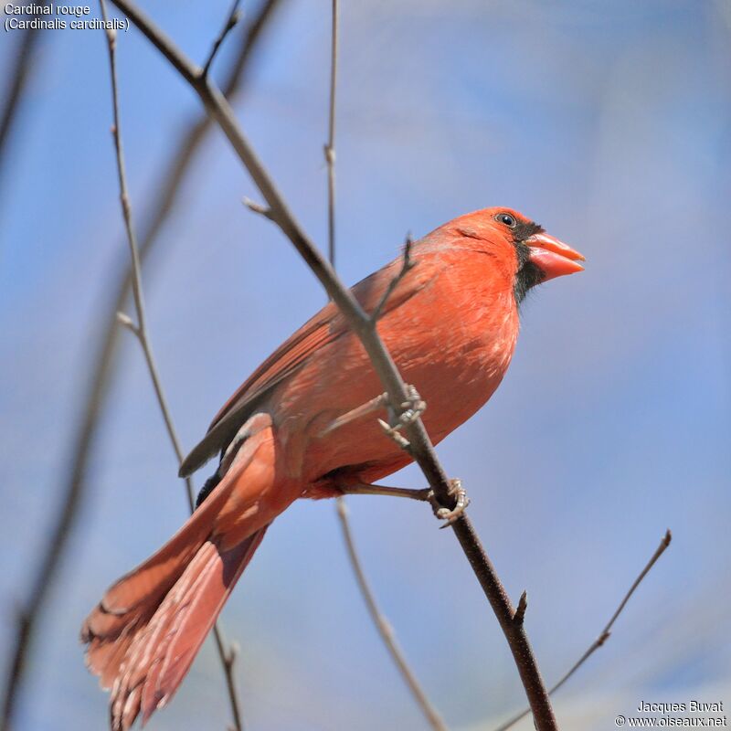 Cardinal rouge mâle adulte nuptial, identification, composition, pigmentation