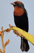Chestnut-capped Blackbird
