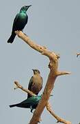Lesser Blue-eared Starling