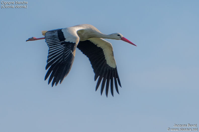 White Stork male adult, aspect, pigmentation, Flight