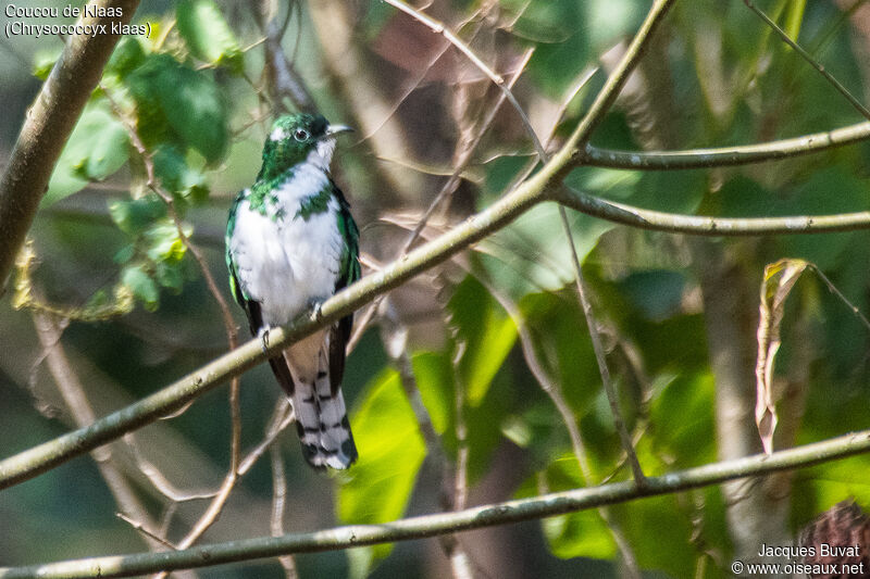 Klaas's Cuckoo male adult
